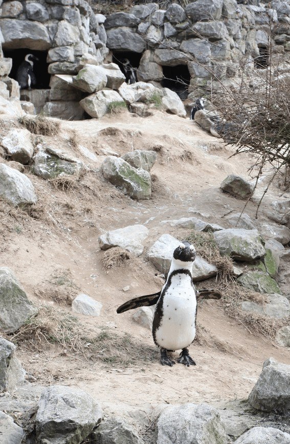 Николай Косарев | Омск