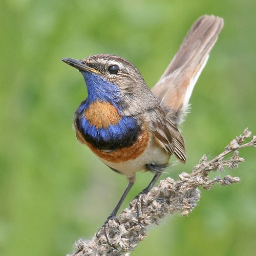 Аня Викторова | Череповец