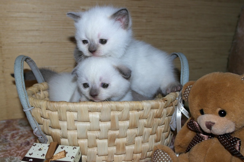 Таня Лебедева | Санкт-Петербург