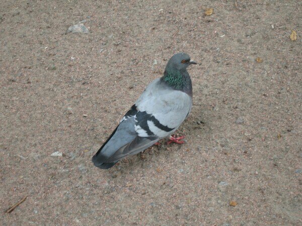 Николай Сальников | Омск