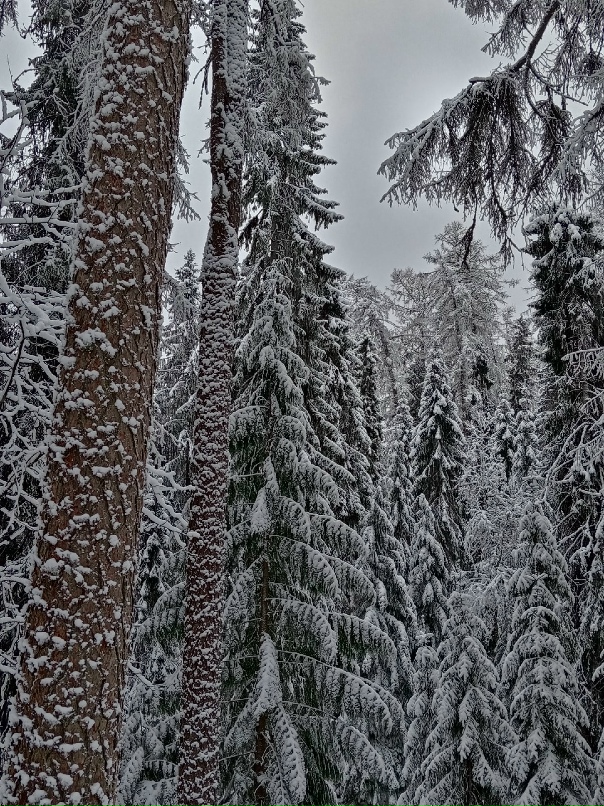 Сергей Лисицын | Санкт-Петербург