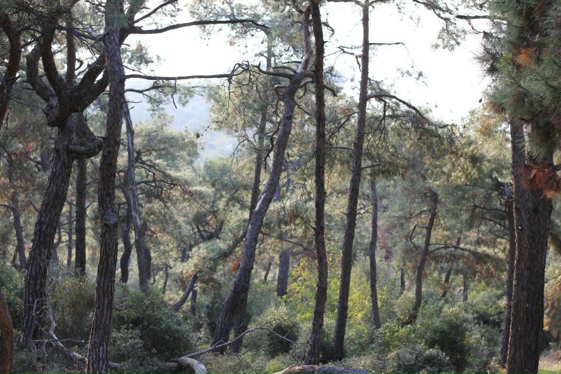 Николай Арктик | Красногорск