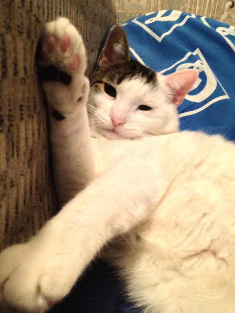 Дмитрий Мащенко | Киев