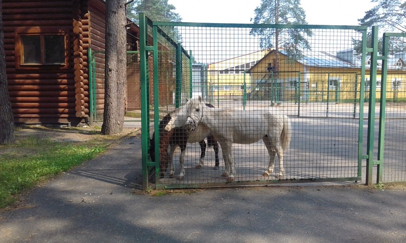 Елена Моисеева | Луга