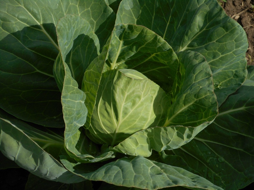 Надежда Ефименко | Санкт-Петербург