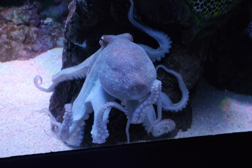 Соня Кузнецова | Москва