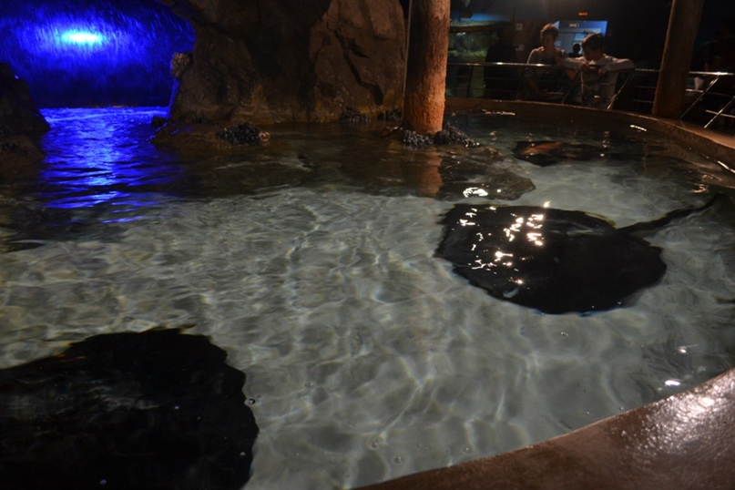 Елена Салмина |