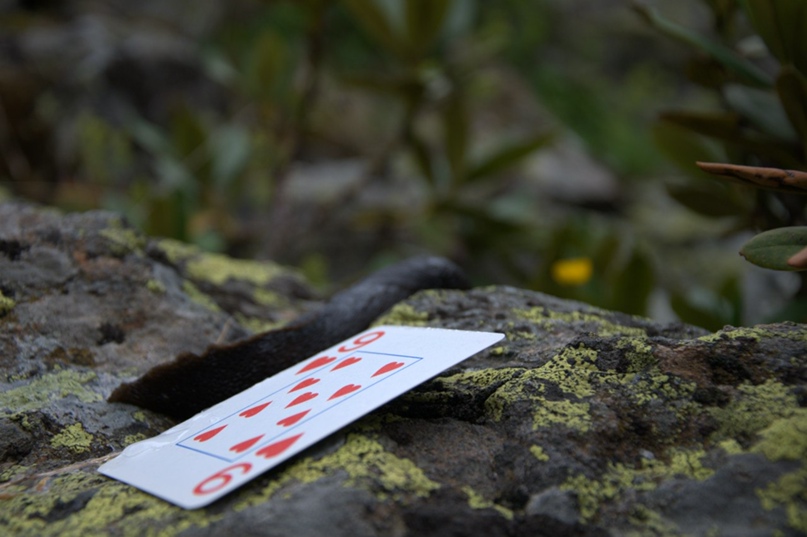 Алексей Гринберг | Санкт-Петербург