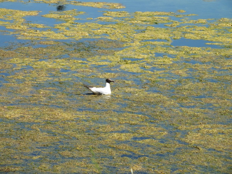 Ксения Науменко | Балахна
