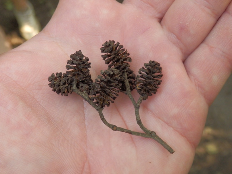 Александр Горохов | Череповец