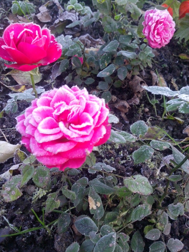 Елена Ручьева | Санкт-Петербург