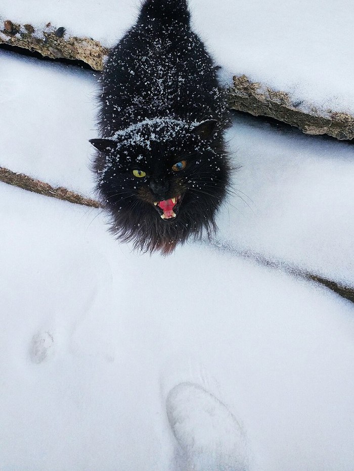 Александр Ситник | Chicago