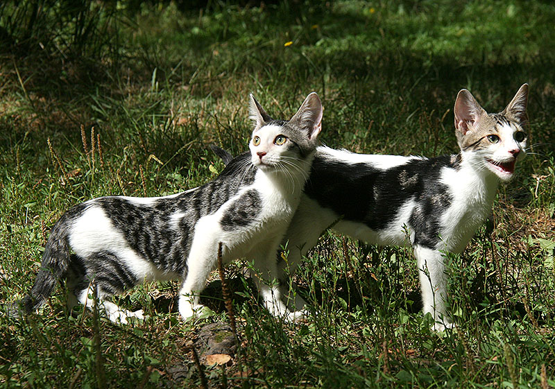 Светлана Пономарева Russicats | Москва