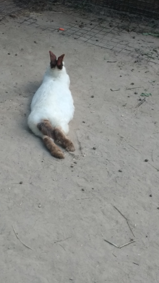 Дмитрий Пожарский | Брянск