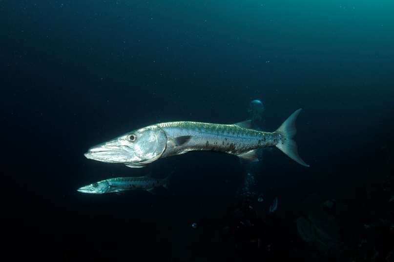 Сергей Шевчук | Санкт-Петербург