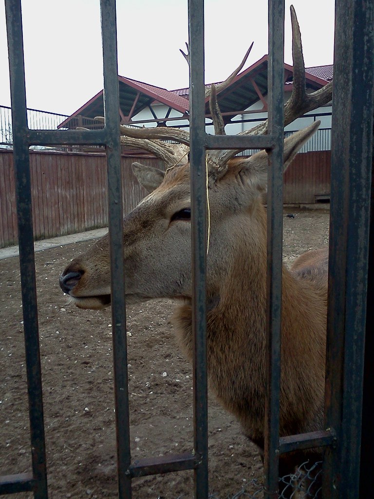Юрий Романов |