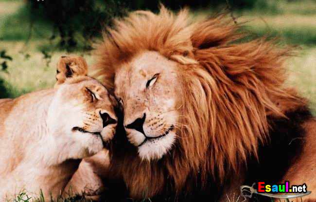 Юлия Соболева | Новосибирск