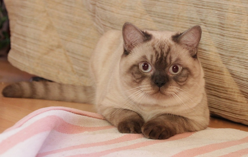 Анна Glushenkova | Санкт-Петербург