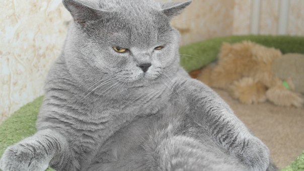 Татьяна Первушина -=Storm=- | Кириши