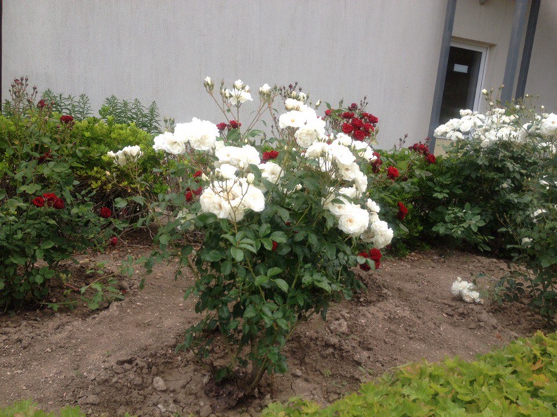 Александр Голованов | Красный Яр