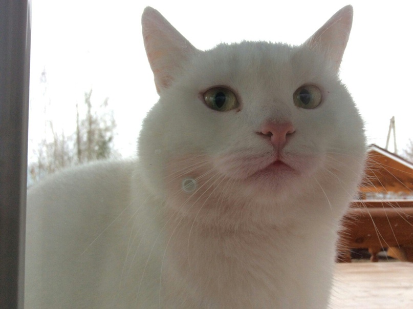 Ольга Алексеева | Санкт-Петербург