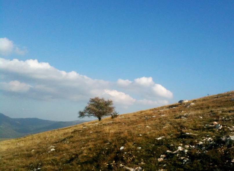 Елена Репешко | Киев