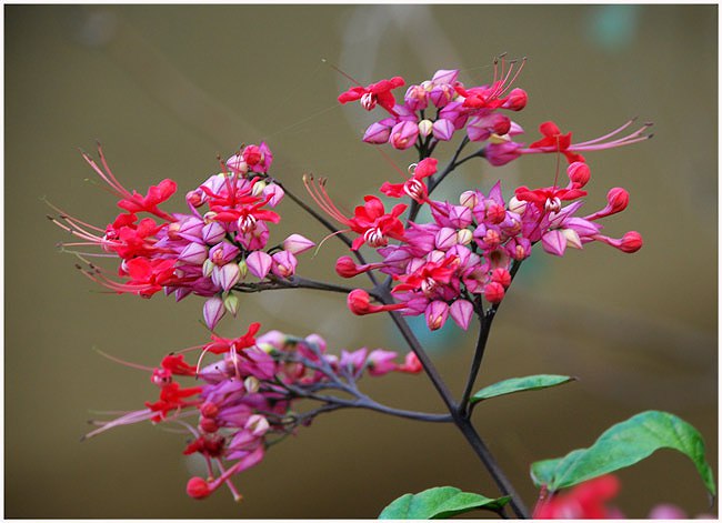 Елена Поленова | Оренбург