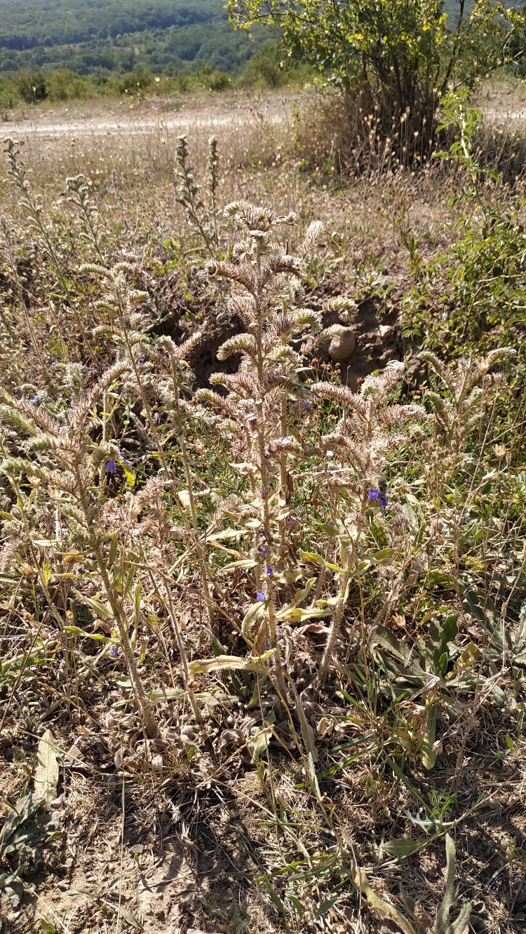 Алла Воронина | Краснодар