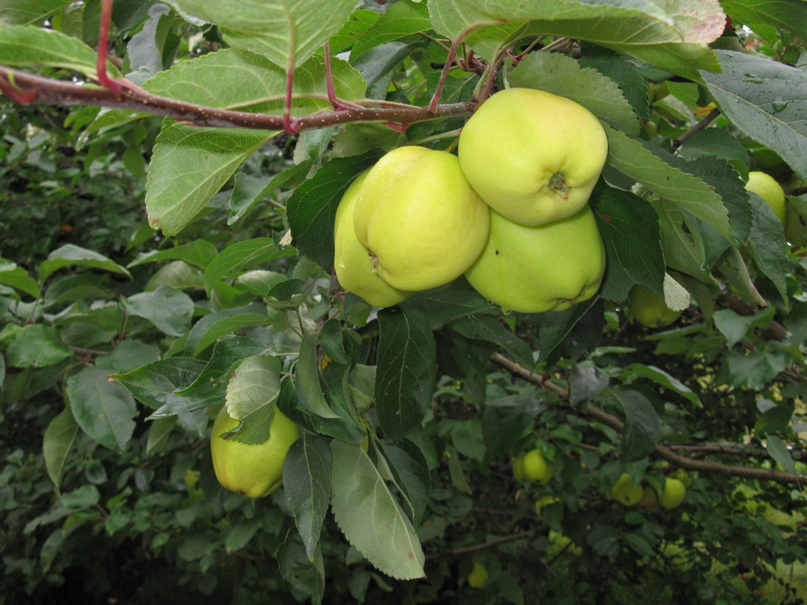 Екатерина Янченко | Петрозаводск