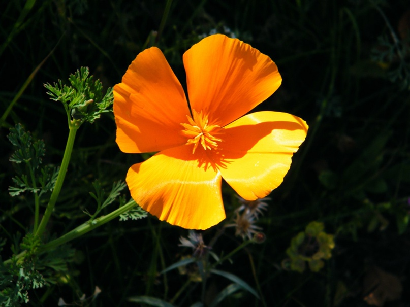 Анна Лавриненко | Иркутск