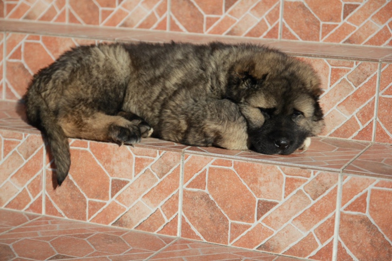 Олег Рябцев | Череповец