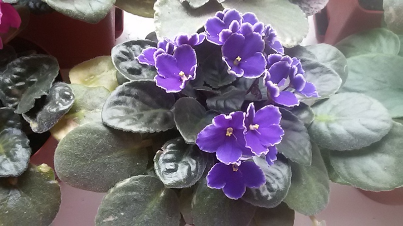 Наталия Бородина | Выборг