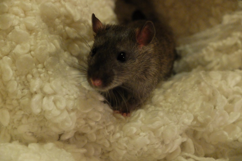 Елизавета Колосова | Ялта