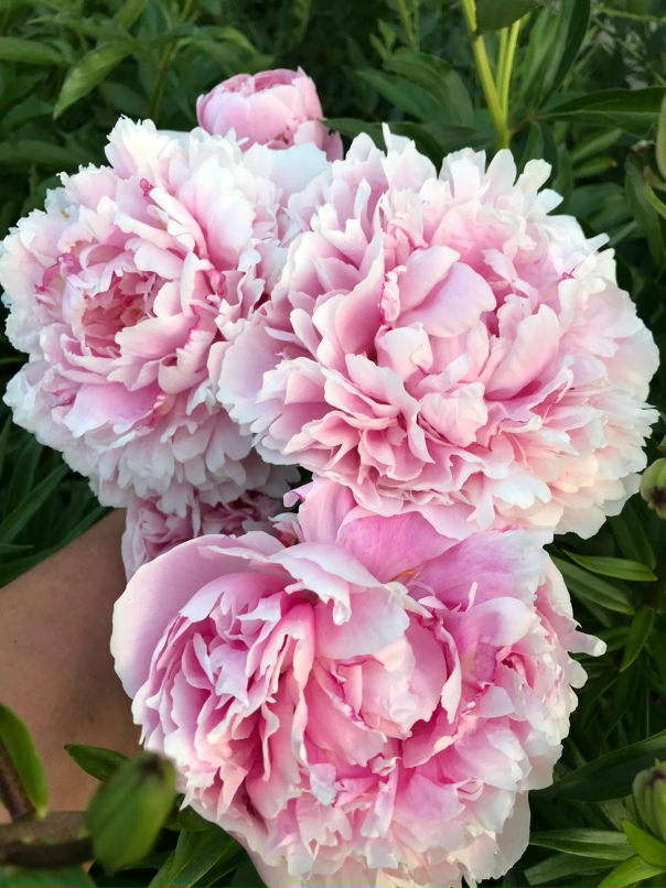 Елена Гераськина Витальевна | Челябинск