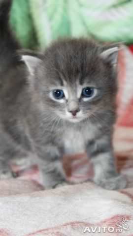 Ольга Гостева | Омск