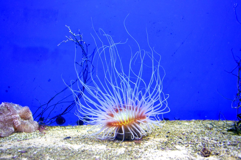 Ольга Мягкая | Москва