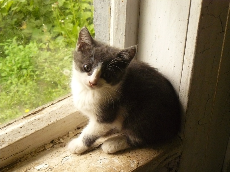 Дмитрий Омельченко | Знаменка