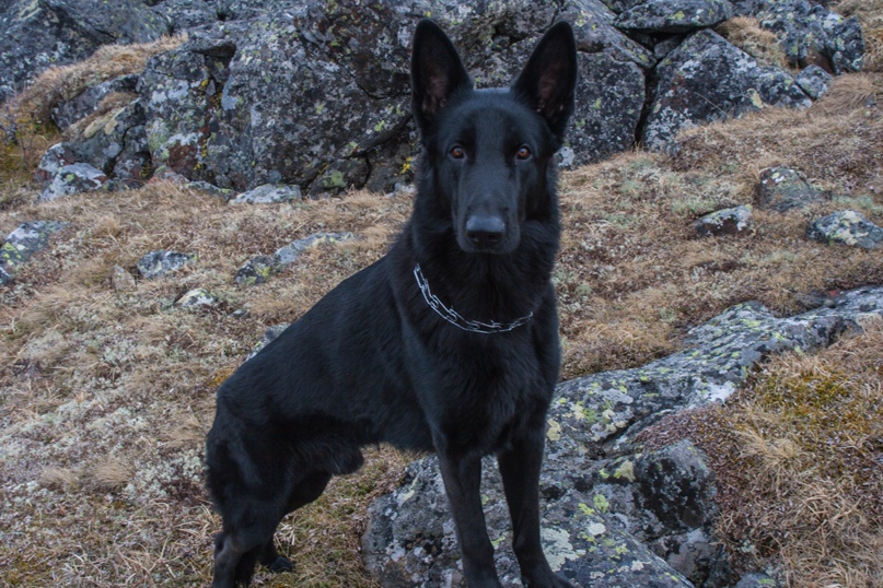 Сергей Горячкин |