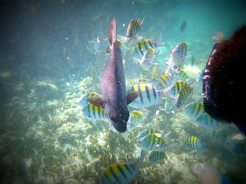 Veronika Barash | Atlanta