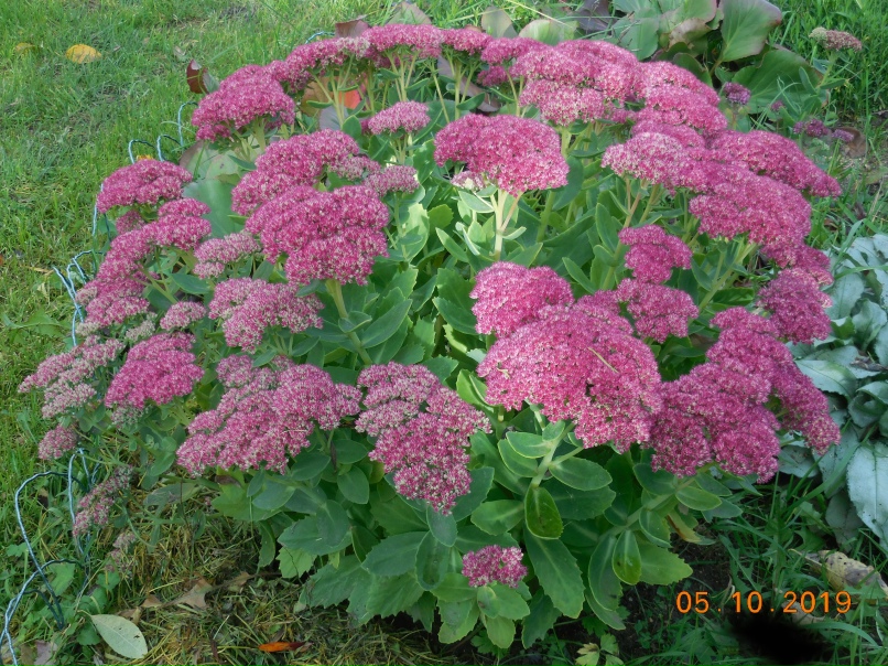 Людмила Румянцева | Волгоград