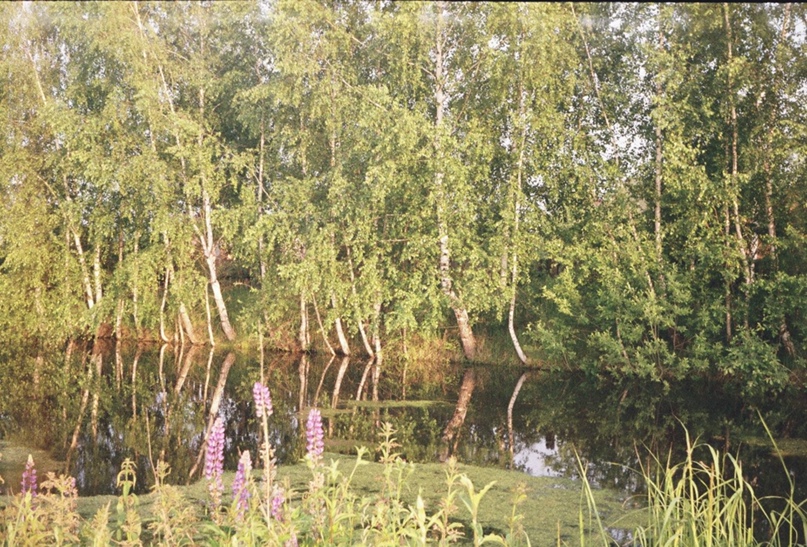 Светлана Шаврова |