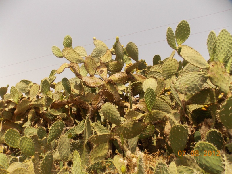 Наталья Жаворонкова | Санкт-Петербург