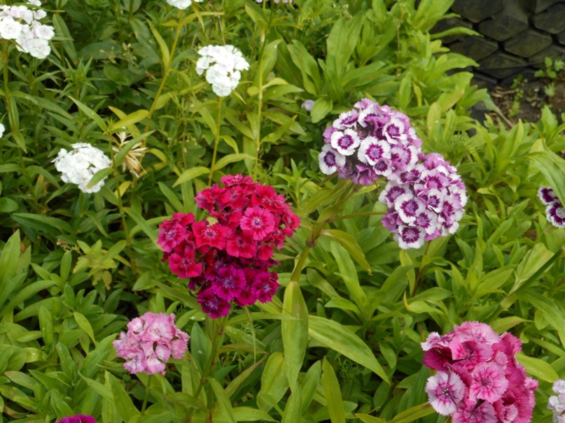 Надежда Ефименко | Санкт-Петербург