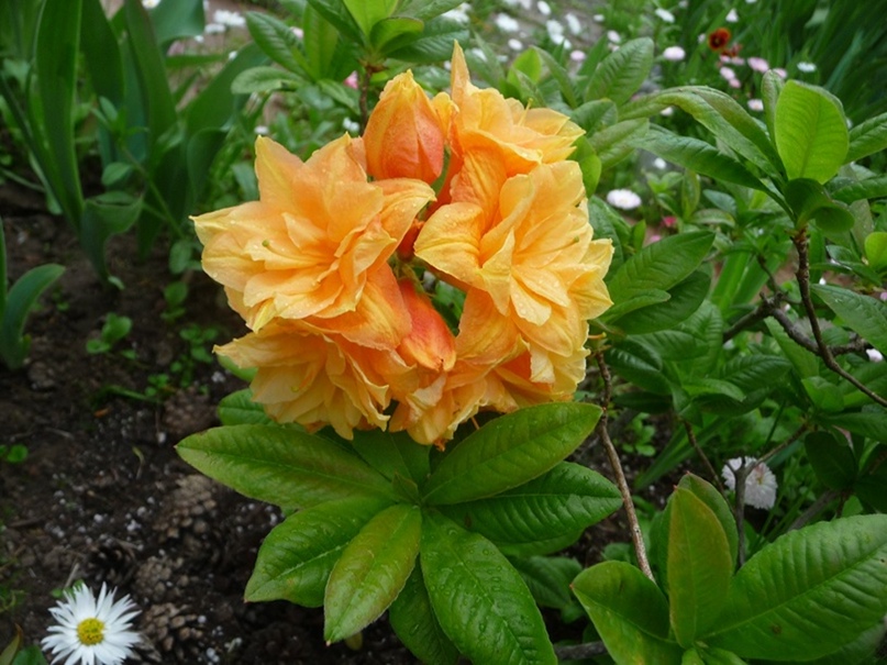 Наташа Павлова | Санкт-Петербург