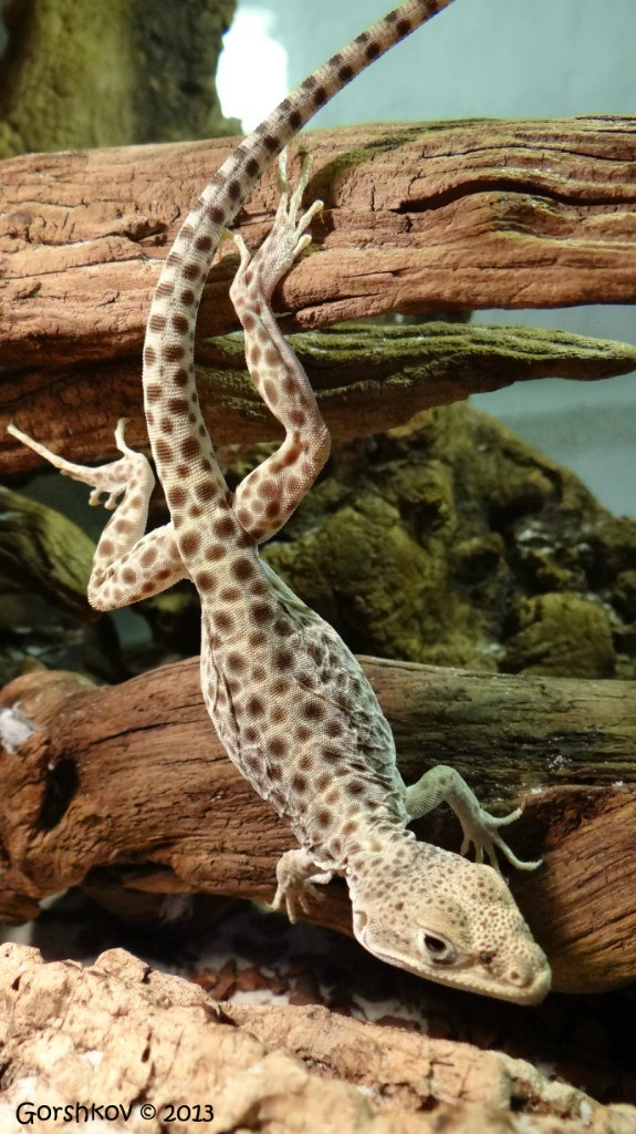 Никита Горшков <Мышэтош> | Киев