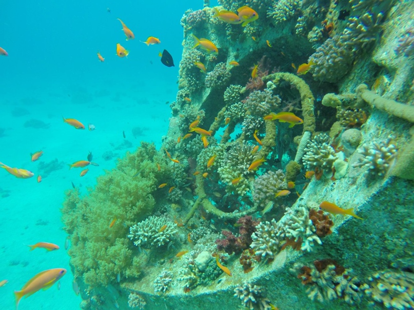 Юрий Сурков | Хайфа