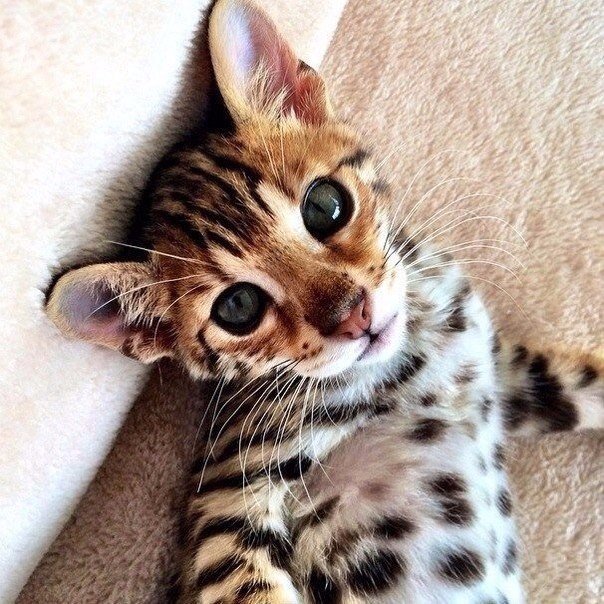 Екатерина Залевская | Луганск