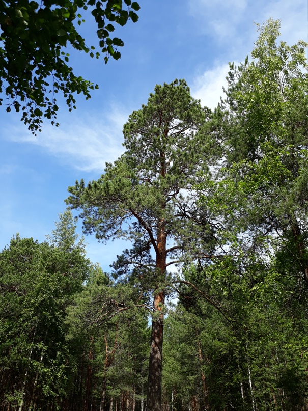 Сергей Окунев | Новодвинск
