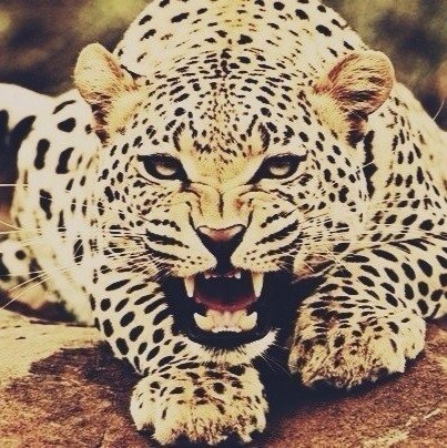 Алёна Храмова |