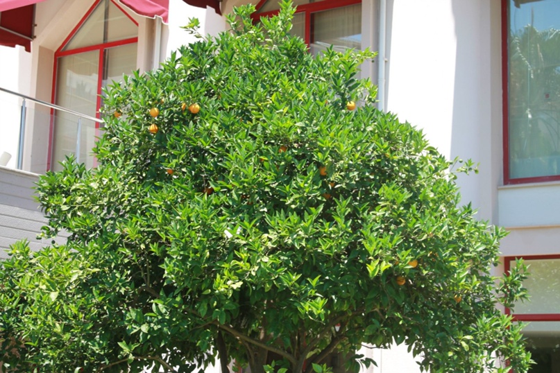 Виктория Мандина |